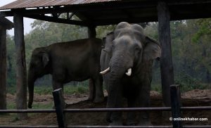 मकुना र रोनाल्डोले पोथी हात्ती खोज्दै बस्तीमा आएपछि निजीलाई एकीकृत गर्न माग