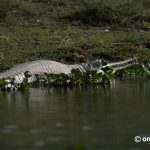 राप्ती र नारायणी नदीमा घडियाल गणना सुरु