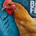 चैत महिनामा २३ स्थानमा बर्डफ्लु देखियो