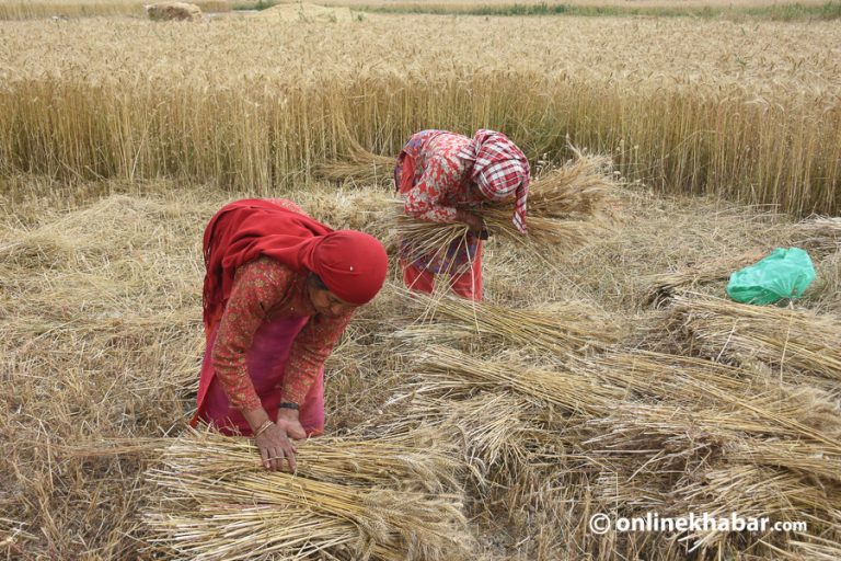 सरकारले तोक्यो गहुँको समर्थन मूल्य, प्रतिकेजी ३३.५१ रुपैयाँ