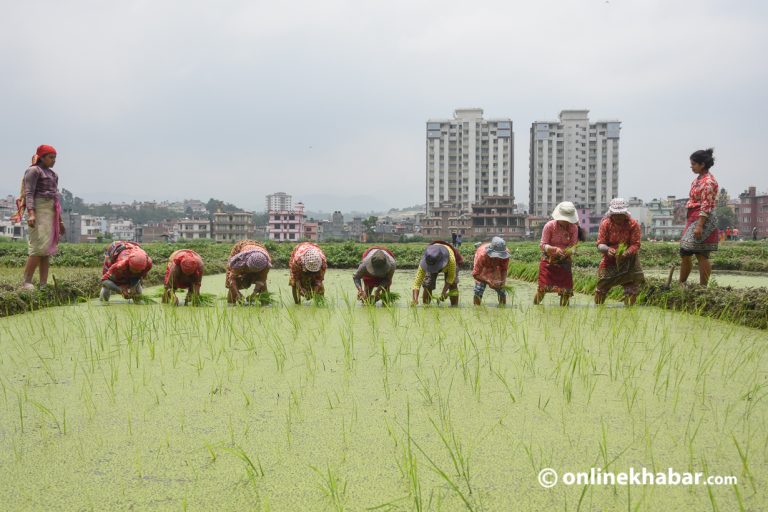 आज असार १५, राष्ट्रिय धान दिवस मनाइँदै