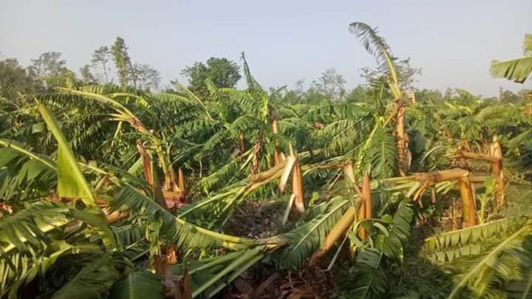 हावाहुरीले कैलाली र कञ्चनपुरमा करोडौंको केरा खेती नष्ट