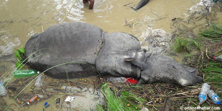 गैंडाको मृत्यु ६५ प्रतिशतले बढ्यो, निकुञ्जको क्षमतामा प्रश्न