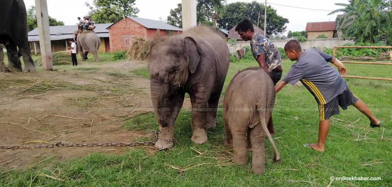 नेपालले कतारलाई एक जोडी हात्ती उपहार दिने