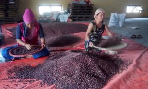 जुम्लामा एउटै वडाबाट ३ करोडको सिमी उत्पादन