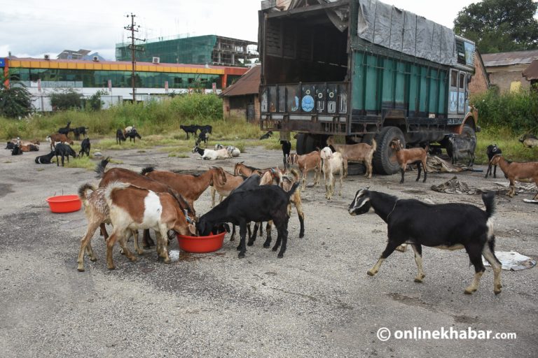 दशैंका लागि काठमाडौं भित्राइयो खसीबोका, शनिबारदेखि बिक्री