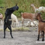 अर्घाखाँचीमा बाख्रामा पीपीआर संक्रमण पुष्टि, प्रभावित क्षेत्र सिल