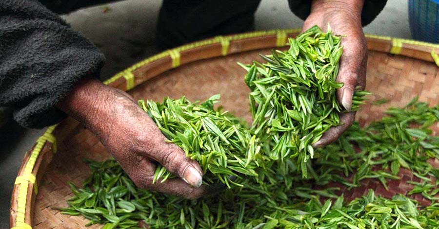ग्रीन टी : फाइदा पनि बेफाइदा पनि 