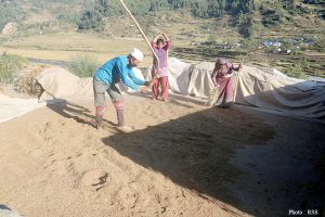 जुम्लाका किसान धमाधम मार्सी धान थन्क्याउँदै