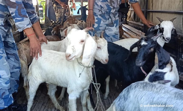 दसैँमा सहकारीले बेच्छन् एक करोडका खसीबोका