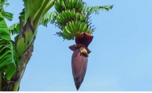 केराखेतीबाट वार्षिक १४ लाख आम्दानी