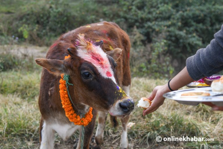 यमपञ्चकको चौथो दिन आज गाई पूजा