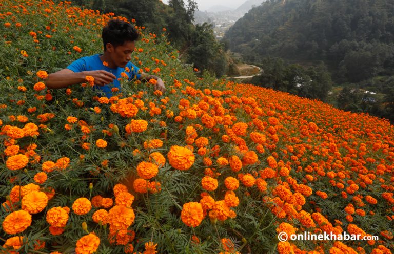 तिहारमा करिब १४ करोडको माला बिक्री, ४५ लाखको मखमली निर्यात