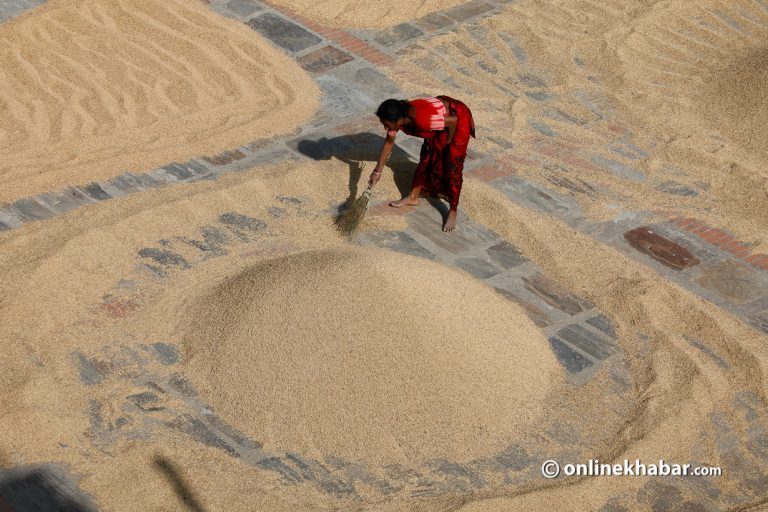 धानको समर्थन मूल्य तोक्न ढिलाइ