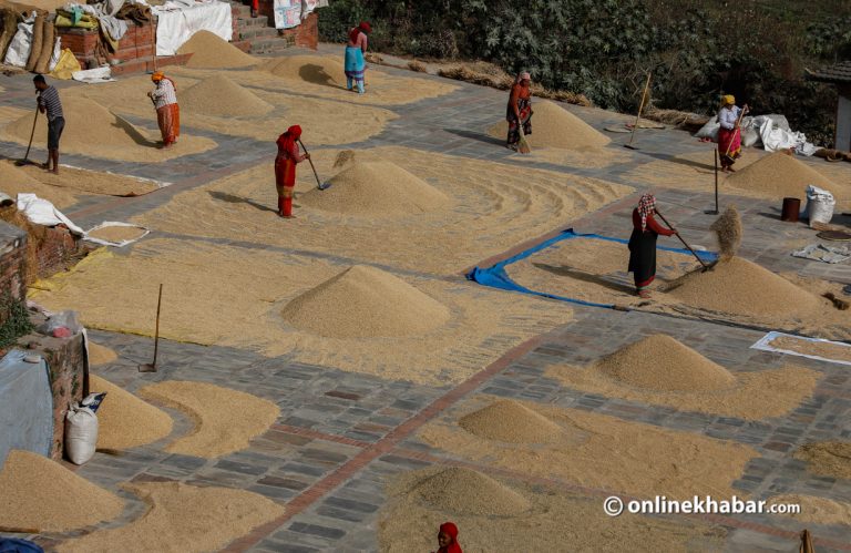 धान फल्ने जमिन घट्यो, उत्पादन बढ्यो