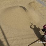 धान उत्पादनमा ५ प्रतिशत कमी आउने प्रक्षेपण   