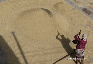 यो वर्ष धेरै फल्यो धान, कुन प्रदेशमा कति ?