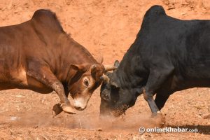 नुवाकोटको तारुकामा आज २५ हल गोरु जुधाइँदै