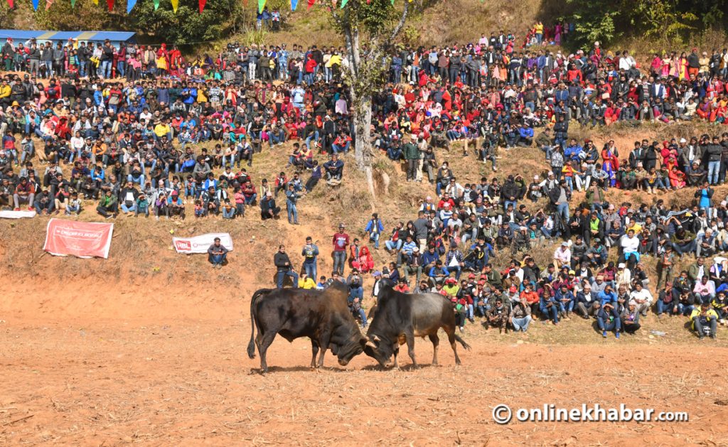 गोरु जुधाइ : मनोरञ्जनको माध्यमदेखि विजयोत्सवको गाथा   