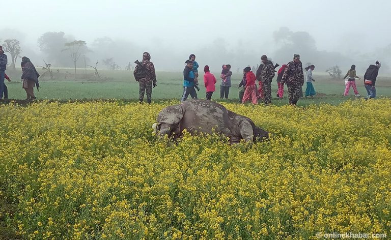 चितवनमा मृत अवस्थामा भेटियो भाले गैंडा