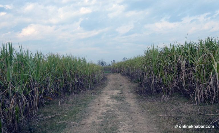 उखु किसानको ९५ करोड अनुदान रकम जिल्लामा पठाइयो