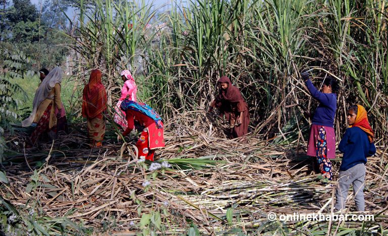 उत्पादन लागत बढ्यो, उखुको मूल्य बढेन