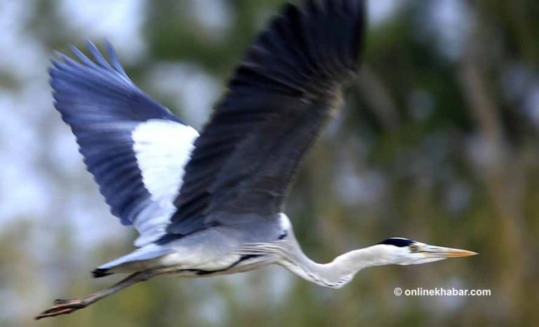 नेपालमा जलपंक्षीको सङ्ख्या घट्दो