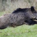 बँदेलको आक्रमणबाट एक जनाको मृत्यु, दुई घाइते   