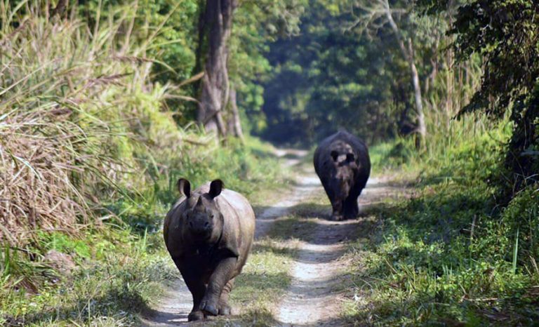 यस वर्षको हिउँदमा गैंडा गणना गरिने