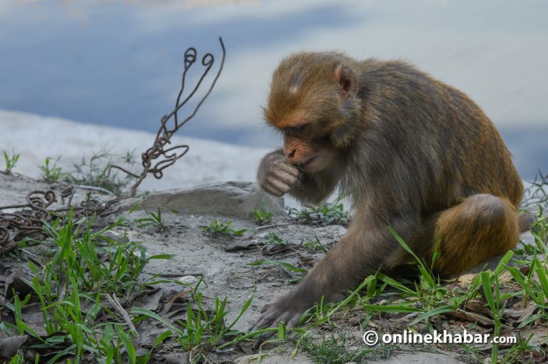किसानलाई पहाडमा बाँदर र मधेशमा बँदेलले हैरान