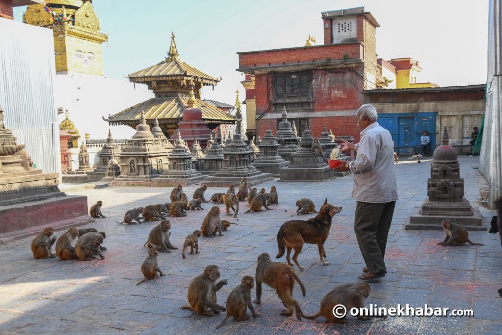 बाँदर-मानव द्वन्द्व : दोषी भ्रष्ट नेता कि बाँदर ?