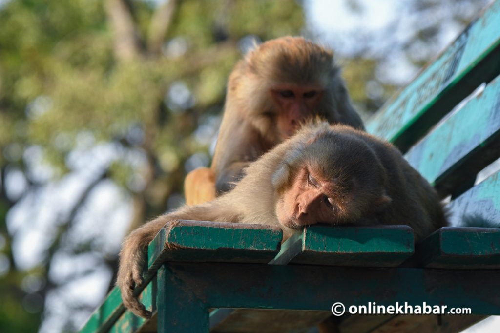 बढ्दै बाँदर आतंक, छैन रोक्ने भरपर्दो उपाय