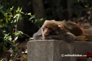 लकडाउनले सडकका कुकुर र बाँदर भोकै