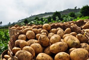 काभ्रेमा उत्पादित आलुको ‘ब्राण्डिङ’ 