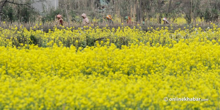 कैलालीमा तोरीको उत्पादन बढ्यो, किसानमा खुशीयाली   