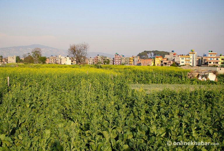 बारीमा साग फुल्यो, किन्ने मान्छे भएनन्