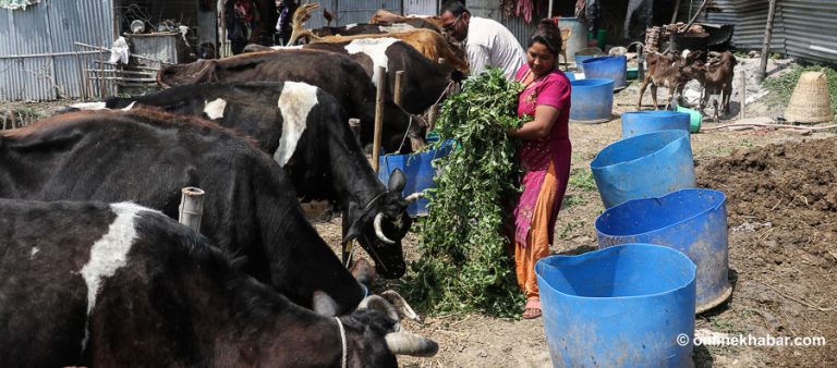 दूध दुहुँदै, गाईलाई खुवाउँदै !