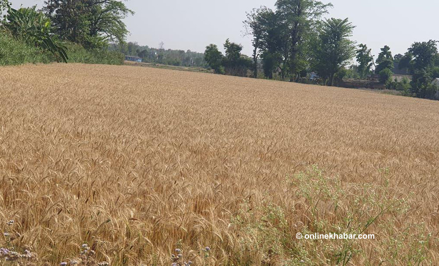 हिउँदे वर्षा नहुँदा डोटीका किसान चिन्तित