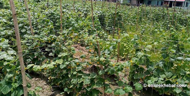 जुम्लाका ७७ क्षेत्रमा कृषि गणना गरिँदै