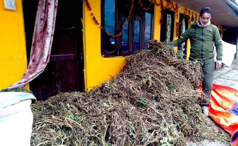 लकडाउनमा कुहियो सिँधुवाको तरकारी