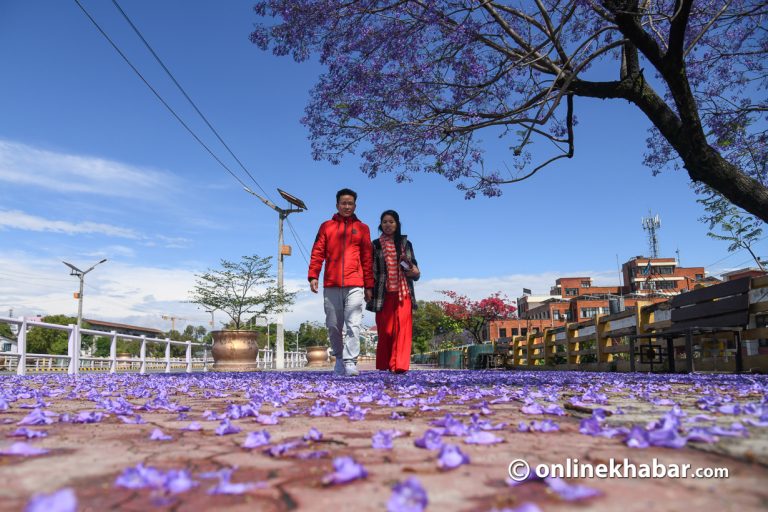 जाकाराण्डाको फूलले सजायो सहर (फोटो फिचर)