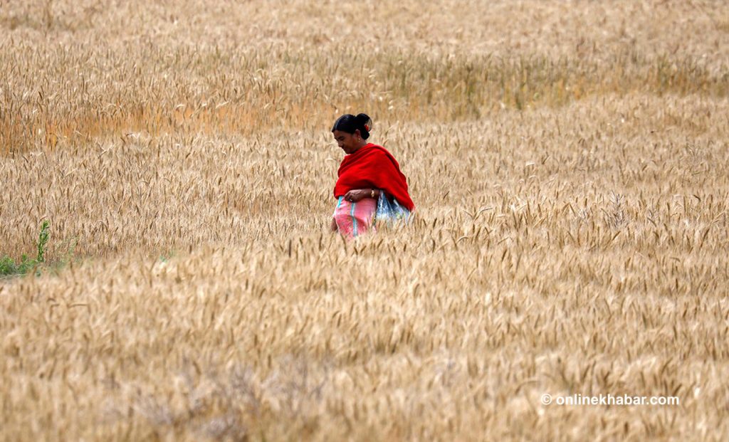 मध्य तराइमा गहुँ बालीको सिन्दुरे रोगबारे अध्ययन