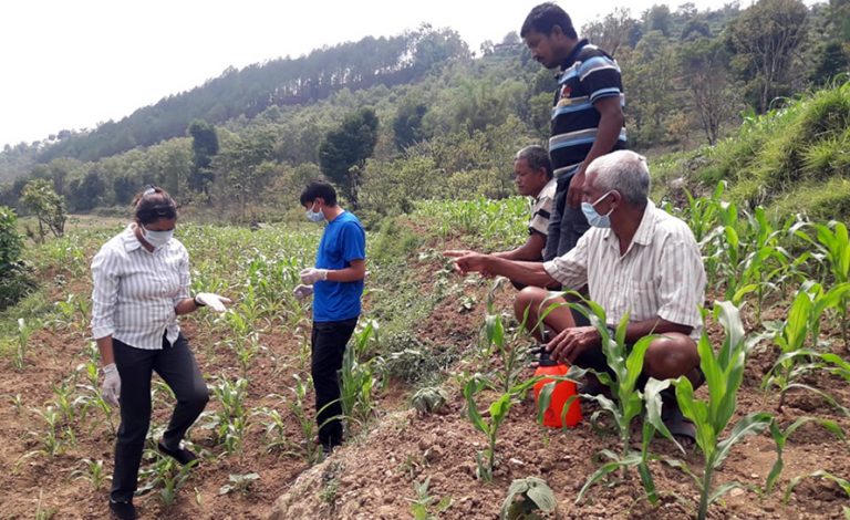 गोरखामा फौजी कीराको प्रकोप