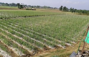 कृषि बजेट : किसानभन्दा कार्यकर्तामुखी