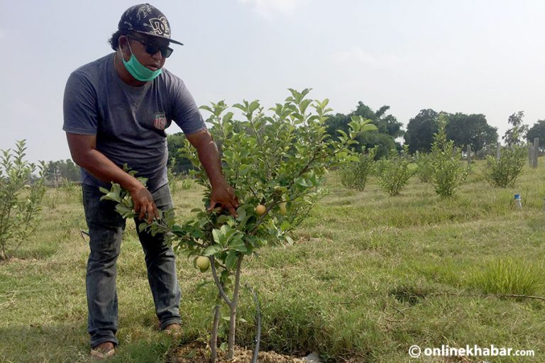 भैरहवामा अस्ट्रेलियन स्याउ फलाउने प्रयास