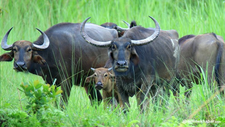 बाघले खाएर चितवनमा मासिए अर्ना, बिना अध्ययनको स्थानान्तरणले क्षति