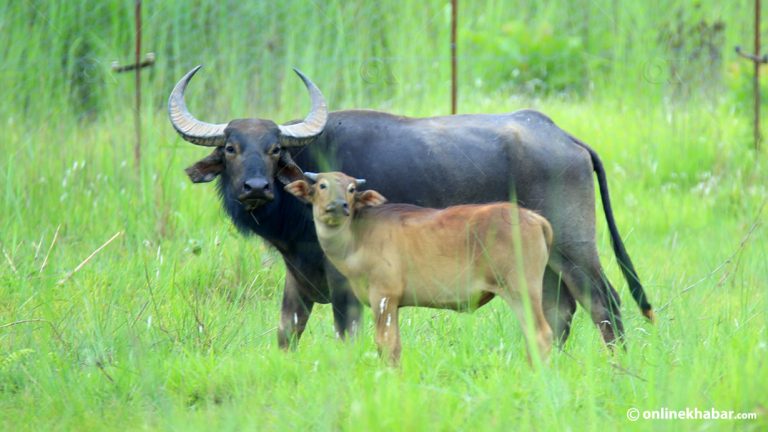 चितवन निकुञ्जमा १९ वर्षपछि अर्नाले फर्कायो खुसी