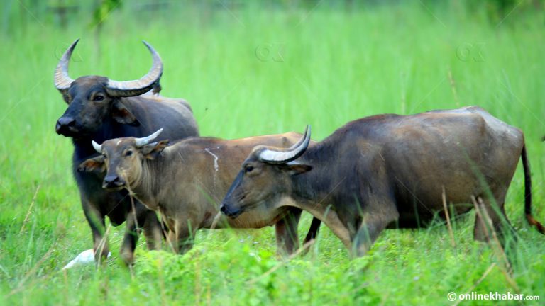 अर्नाको आक्रमणबाट पर्सामा एकजना गम्भीर घाइते