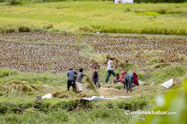 वर्षा लम्बिन सक्ने भन्दै किसानलाई तत्काल धान नकाट्न धनगढी उपमहानगरले गरायो सचेत