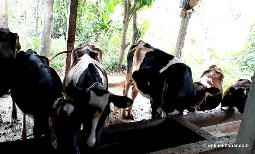 कृषि फार्ममा आगलागी हुँदा २० गाई जलेर मरे